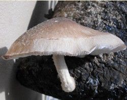 shiitake.jpg